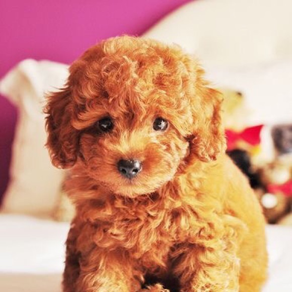 Meet your Posher, Jasmine - Picture 1 of 1